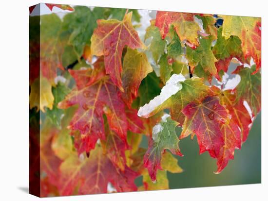 October Snow-Michael Dwyer-Premier Image Canvas