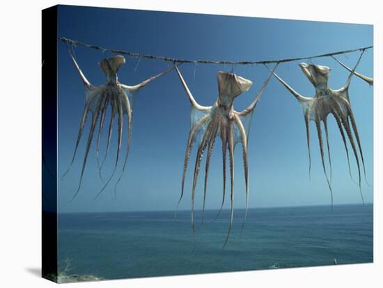 Octopi Hung Out to Dry, Nerja, Costa Del Sol, Andalucia, Spain, Europe-Robert Francis-Premier Image Canvas