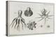 Octopus Anatomy, 18th Century-Middle Temple Library-Premier Image Canvas