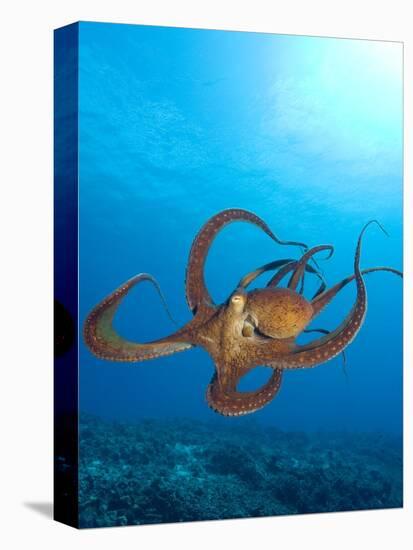 Octopus cyanea or Day Octopus-Stuart Westmorland-Premier Image Canvas