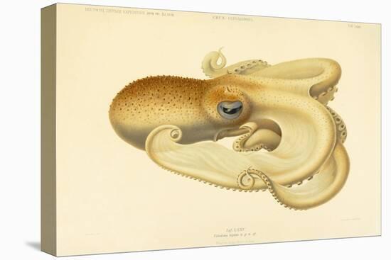 Octopus - Die Cephalopod - 1915 - Plate 75-null-Premier Image Canvas