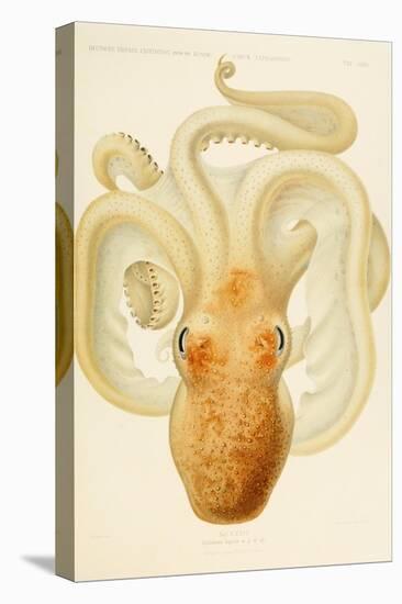 Octopus - Die Cephalopod - 1915 - Plate 76-null-Premier Image Canvas