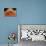 Octopus Head and Eye. (Octopus Vulgaris) Mediterranean Sea-Reinhard Dirscherl-Premier Image Canvas displayed on a wall