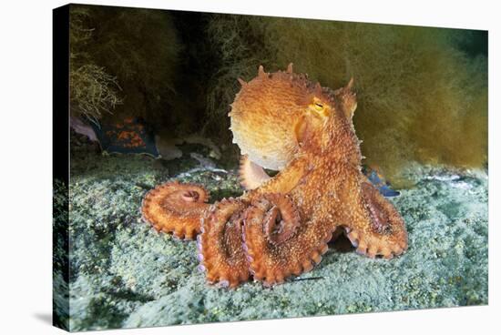 Octopus, Japan-Alexander Semenov-Premier Image Canvas