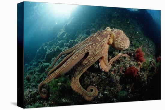 Octopus (Octopus Vulgaris)-Reinhard Dirscherl-Premier Image Canvas