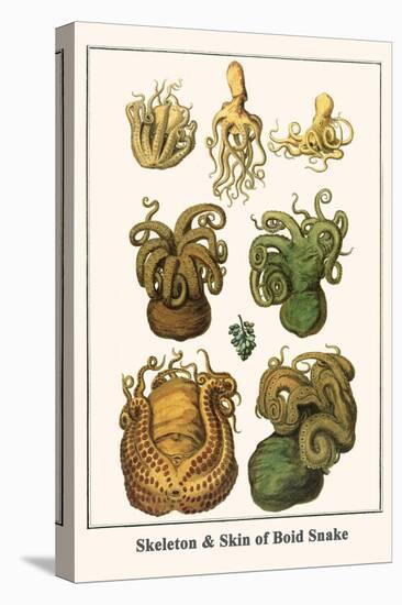 Octopuses-Albertus Seba-Stretched Canvas