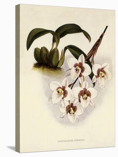 Odontoglossum Cervantesii-John Nugent Fitch-Premier Image Canvas