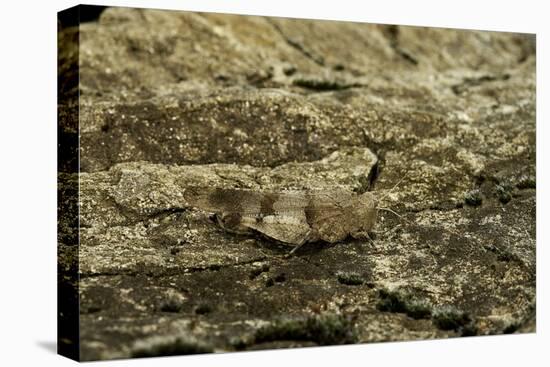 Oedipoda Caerulescens (Blue-Winged Grasshopper)-Paul Starosta-Premier Image Canvas