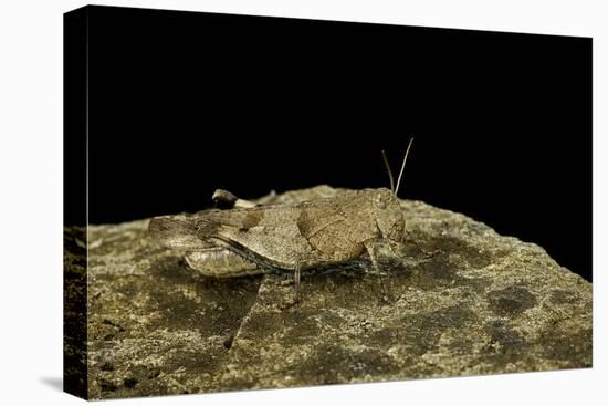 Oedipoda Caerulescens (Blue-Winged Grasshopper)-Paul Starosta-Premier Image Canvas