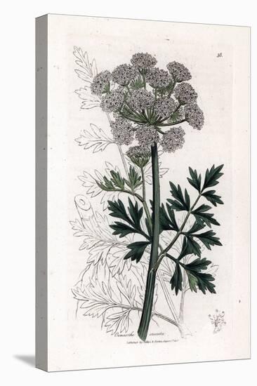 Oenanthe Safranee - Hemlock Water Dropwort, Oenanthe Crocata. Handcoloured Copperplate Engraving Fr-James Sowerby-Premier Image Canvas