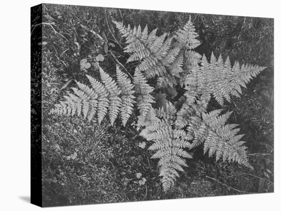 Of Ferns From Directly Above "In Glacier National Park" Montana. 1933-1942-Ansel Adams-Stretched Canvas