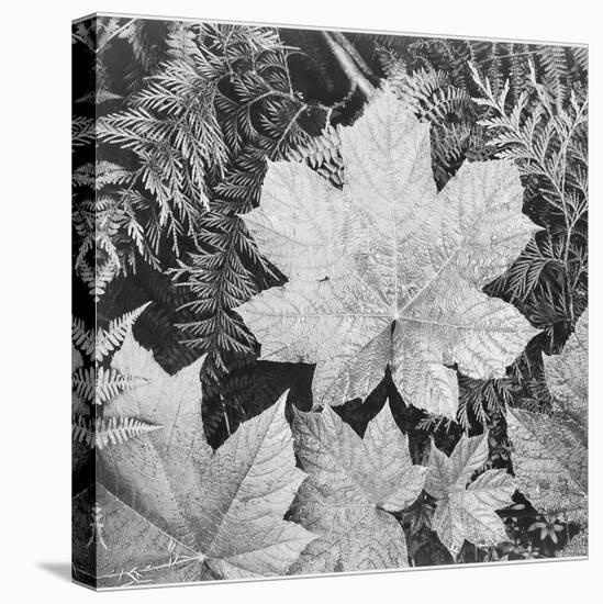 Of Leaves From Directly Above "In Glacier National Park" Montana. 1933-1942-Ansel Adams-Stretched Canvas
