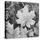 Of Leaves From Directly Above "In Glacier National Park" Montana. 1933-1942-Ansel Adams-Stretched Canvas