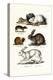 Ogotona Hare, 1824-Karl Joseph Brodtmann-Premier Image Canvas
