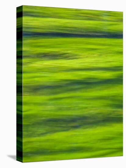 Oh So Green-Doug Chinnery-Premier Image Canvas