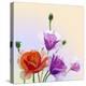 Oil Painting. Spring Card with Poppies Flowers-Valenty-Stretched Canvas