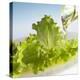 Oil Running onto Lettuce Leaves-Brigitte Wegner-Premier Image Canvas