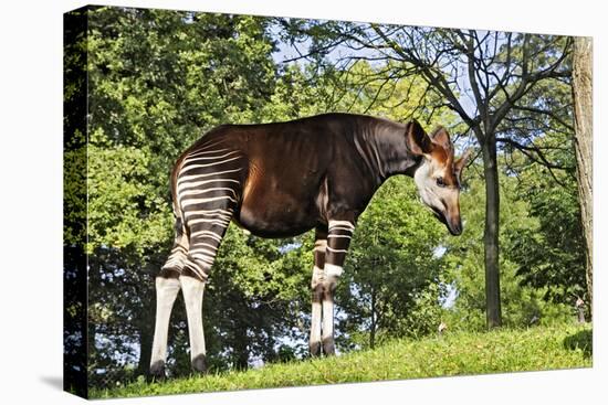 Okapi Male-null-Premier Image Canvas