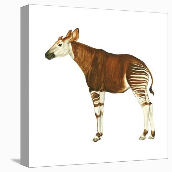 Okapi (Okapi Johnstoni), Mammals-Encyclopaedia Britannica-Stretched Canvas