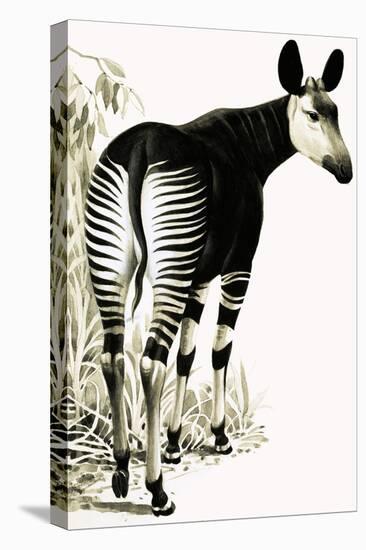 Okapi-null-Premier Image Canvas