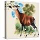 Okapi-Arthur Oxenham-Premier Image Canvas