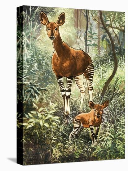 Okapis of the Congo-null-Premier Image Canvas