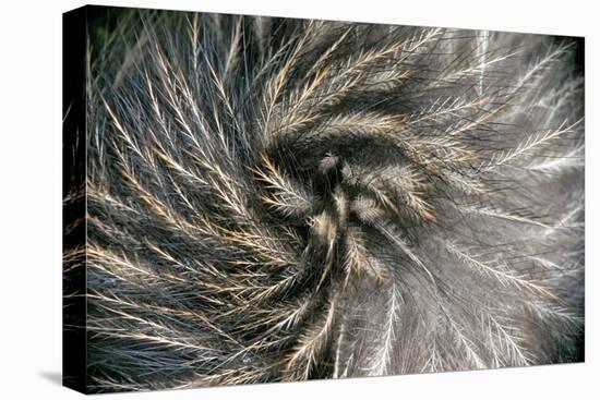 Okarito Brown Kiwi feathers, Okarito Forest, New Zealand-Tui De Roy-Premier Image Canvas