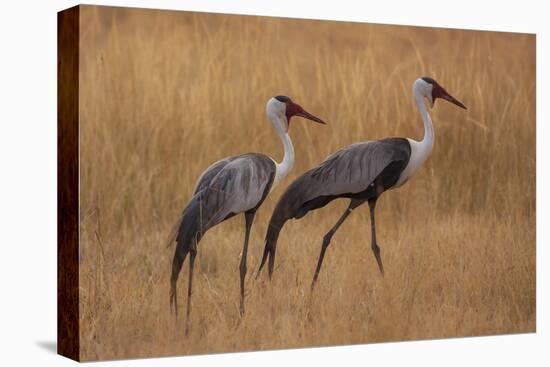 Okavango, Botswana. A Pair of Wattled Cranes Walk in Golden Grass-Janet Muir-Premier Image Canvas