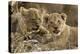 Okavango Delta, Botswana. A Close-up of Two Lion Cubs-Janet Muir-Premier Image Canvas