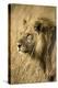 Okavango Delta, Botswana. Close-up of a Male Lion. Profile-Janet Muir-Premier Image Canvas