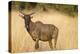 Okavango Delta, Botswana. Close-up of Common Tsessebe-Janet Muir-Premier Image Canvas