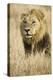 Okavango Delta, Botswana. Close-up of Male Lion-Janet Muir-Premier Image Canvas