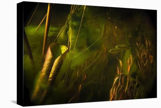 Okavango Robbers (Rhabdalestes Maunensis) Fish Swimming Up The Temporary Selinda Spillway-Neil Aldridge-Premier Image Canvas