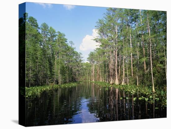 Okefenokee Swamp-James Randklev-Premier Image Canvas