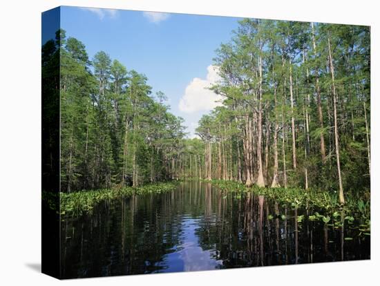 Okefenokee Swamp-James Randklev-Premier Image Canvas