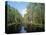 Okefenokee Swamp-James Randklev-Premier Image Canvas