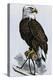 Old Abe, the Bald Eagle Mascot of Wisconsin's Iron Brigade, US Civil War-null-Premier Image Canvas
