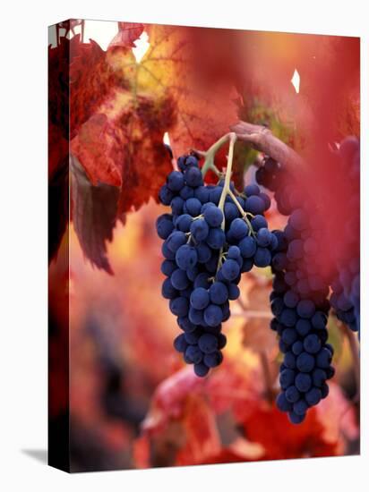 Old Barbera Vines with Ripening Grapes, Calistoga, Napa Valley, California-Karen Muschenetz-Premier Image Canvas
