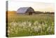 Old barn and field of penstemon at sunset Prairie Ridge State Natural Area, Marion County, Illinois-Richard & Susan Day-Premier Image Canvas