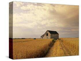 Old Barn in Maturing Spring Wheat Field, Tiger Hills, Manitoba, Canada.-Dave Reede-Premier Image Canvas