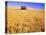 Old Barn in Wheat Field, Eastern Washington-Darrell Gulin-Premier Image Canvas