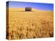 Old Barn in Wheat Field, Eastern Washington-Darrell Gulin-Premier Image Canvas
