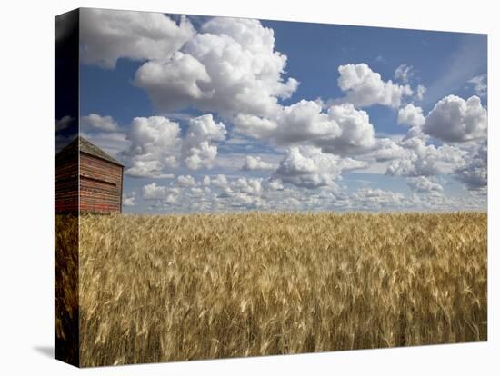 Old Barn in Wheat Field-Benjamin Rondel-Premier Image Canvas