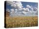 Old Barn in Wheat Field-Benjamin Rondel-Premier Image Canvas