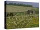 Old Barn Next to Blooming Cherry Orchard and Field of Dandelions, Leelanau County, Michigan, USA-Mark Carlson-Premier Image Canvas