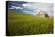 Old Barn Surrounded by Spring Wheat Field, Pr-Terry Eggers-Premier Image Canvas