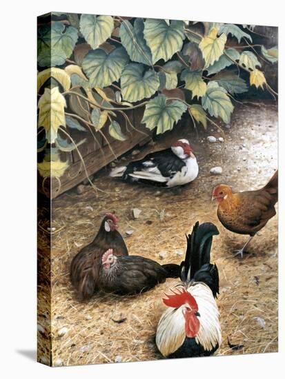 Old Barnyard Chickens-Kevin Dodds-Premier Image Canvas