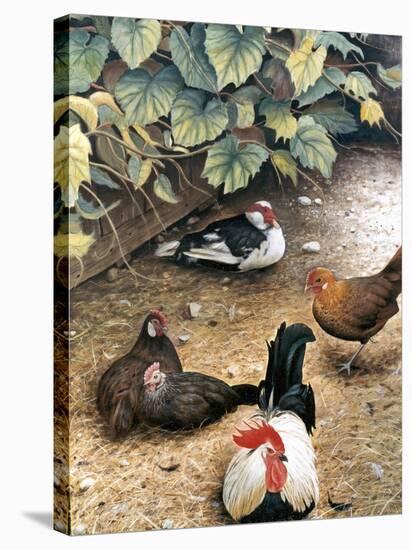 Old Barnyard Chickens-Kevin Dodds-Premier Image Canvas