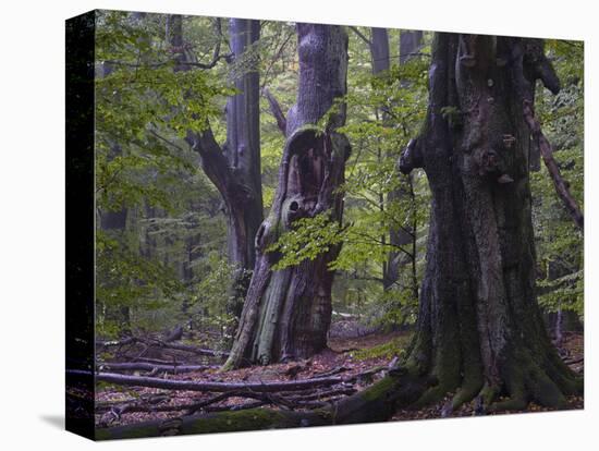 Old beeches, Urwald Sababurg, Reinhardswald, Hessen-Michael Jaeschke-Premier Image Canvas