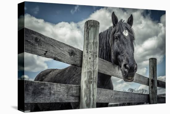 Old Black Horse-Stephen Arens-Premier Image Canvas